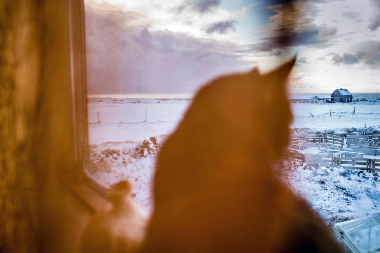 Geld verdienen in tijden van corona: Belgische fotografen verkopen prints online