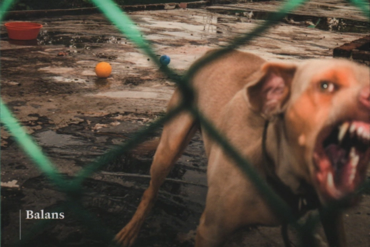 Ooggetuigen uit Mexico