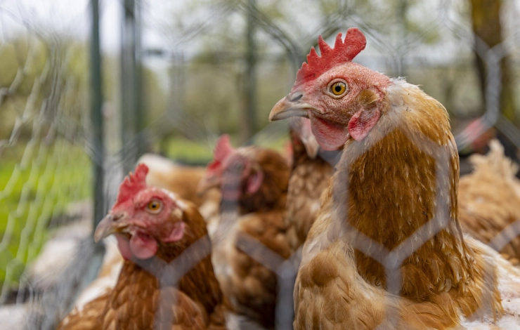 Opinie: Laat fotografen toe bij het ruimen van pluimvee