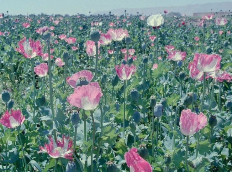 ‘Poppy’, een ode aan de achtergrondjournalistiek