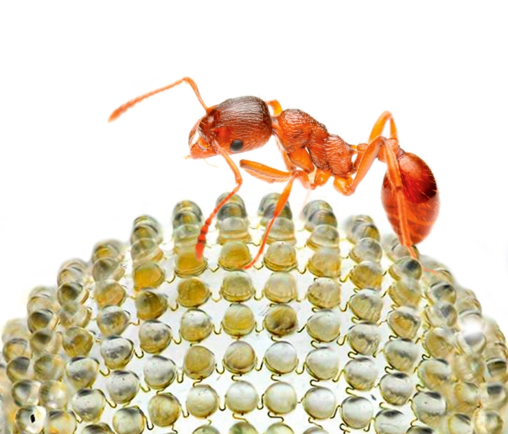 Inspiratie uit de natuur