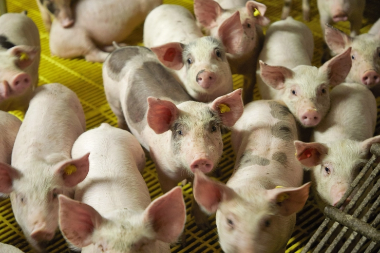 Minister van Landbouw Wiersma mag documentairemaker vooralsnog niet dwingen identiteit varkensboer te onthullen